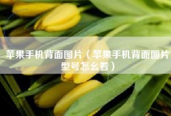 苹果手机背面图片（苹果手机背面图片型号怎幺看）