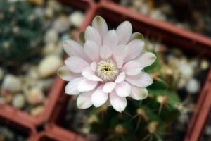 二十四节气小雪手抄报简笔画